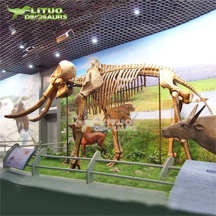 4mammoth fossil(001)
